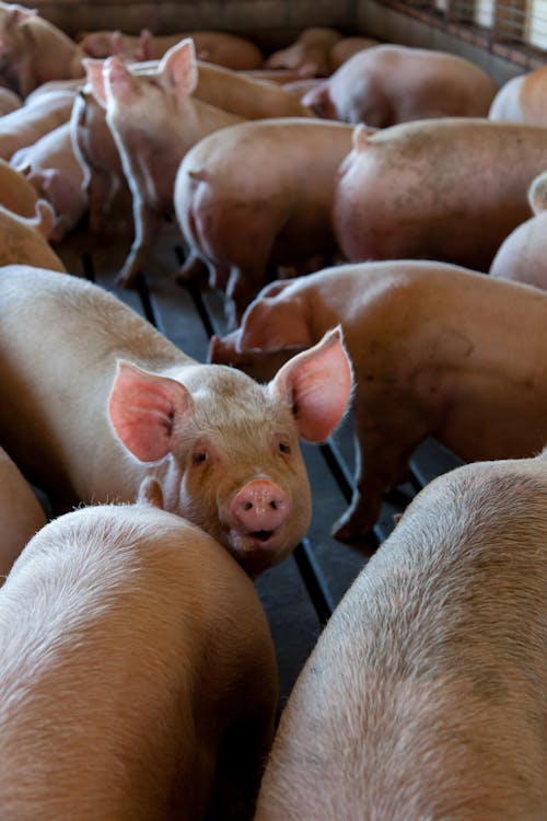 Grupo De Porcos Rosa Na Gaiola