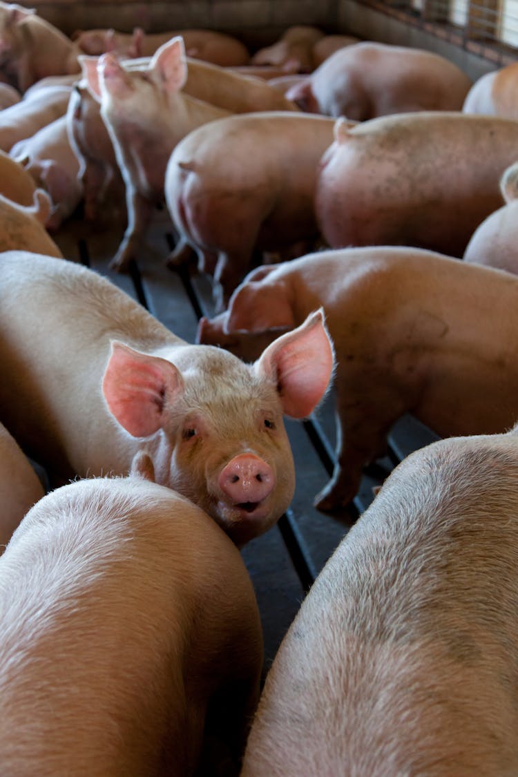 Group Of Pink Pigs On Cage