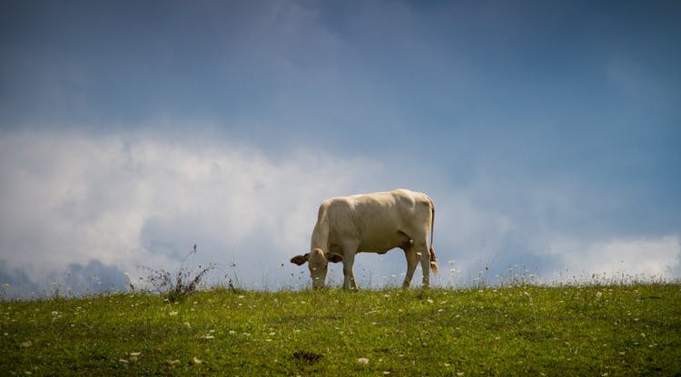 Cow Grazing In Meadow