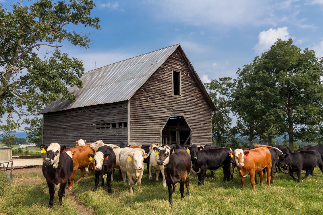 Cattle Near Barn