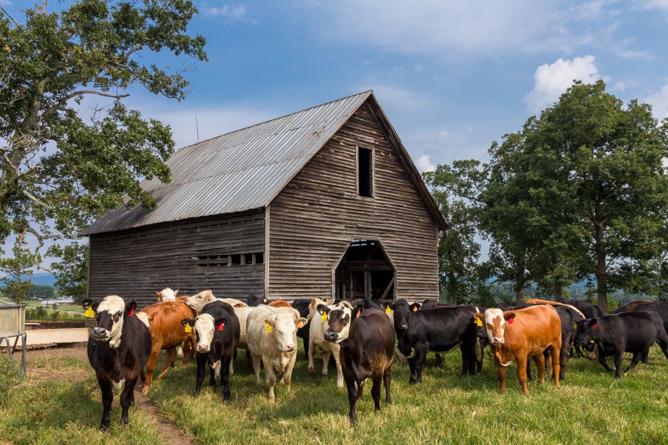 Quality milk from indigenous cattle