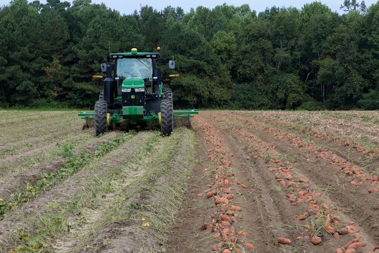 Tractor Working In Potato Field 