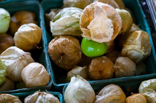Dried Tomatillos on Blue Containers