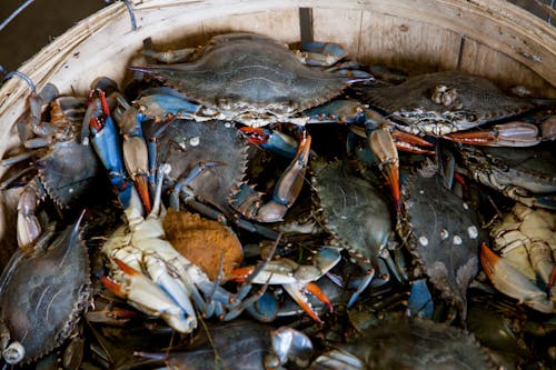Free Bucket of Gray Crabs Stock Photo