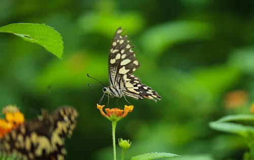 Darmowe zdjęcie z galerii z dzika przyroda, motyl, motyl na kwiatku