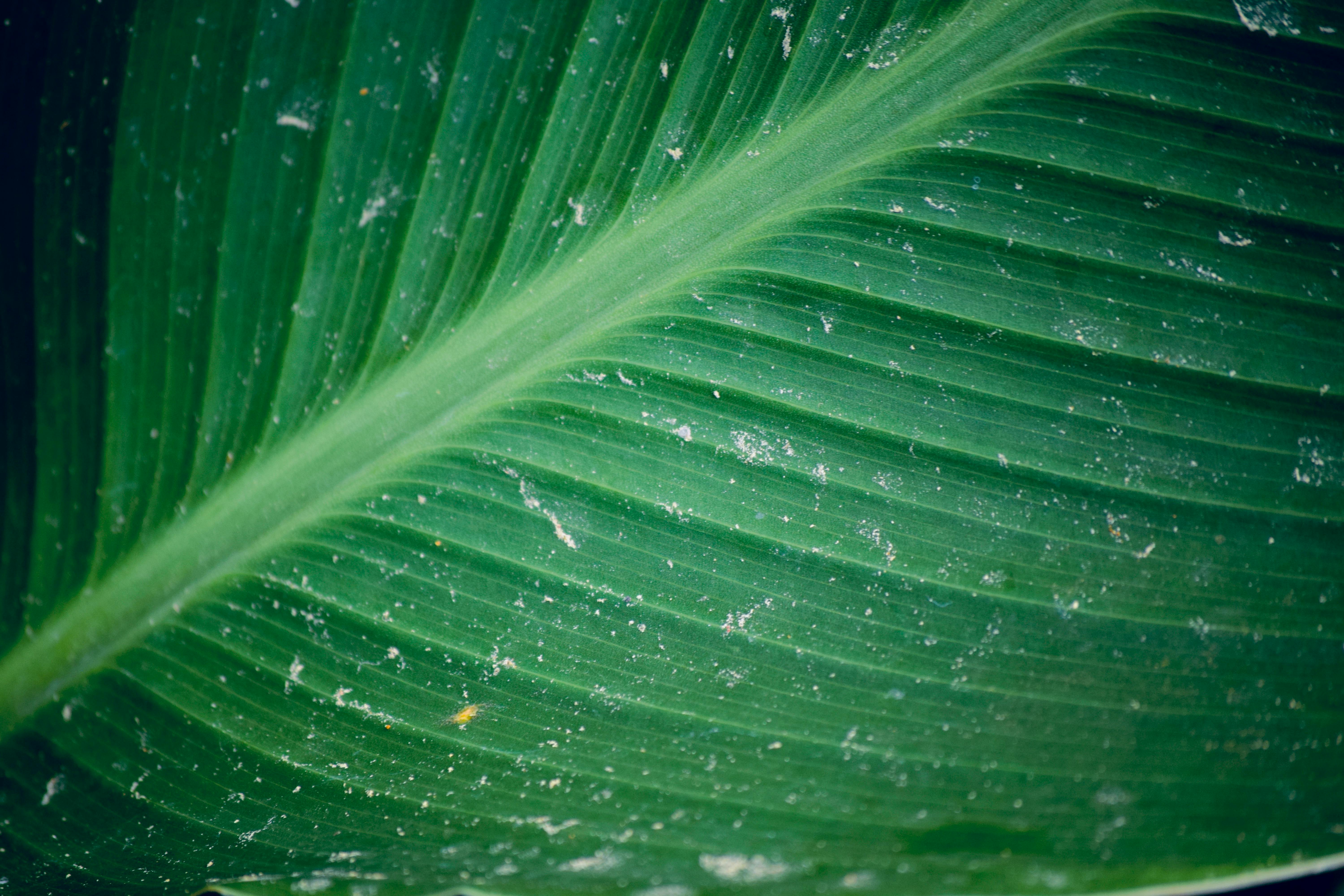 Foto de stock gratuita sobre hoja de banano, hoja de plátano, India