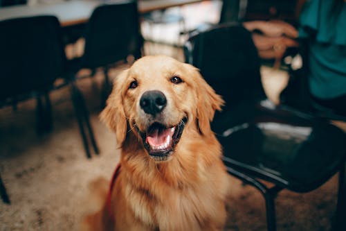 бесплатная Короткошерстная рыжая собака Стоковое фото