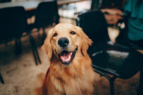 Free Short-coated Tan Dog Stock Photo