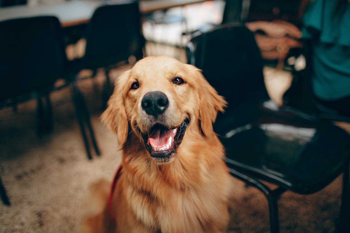A smiling dog beside desk chairs
