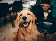 Happy dog looking at camera