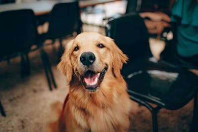 Bella — Labrador Retriever before