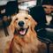 Happy pet owner 2