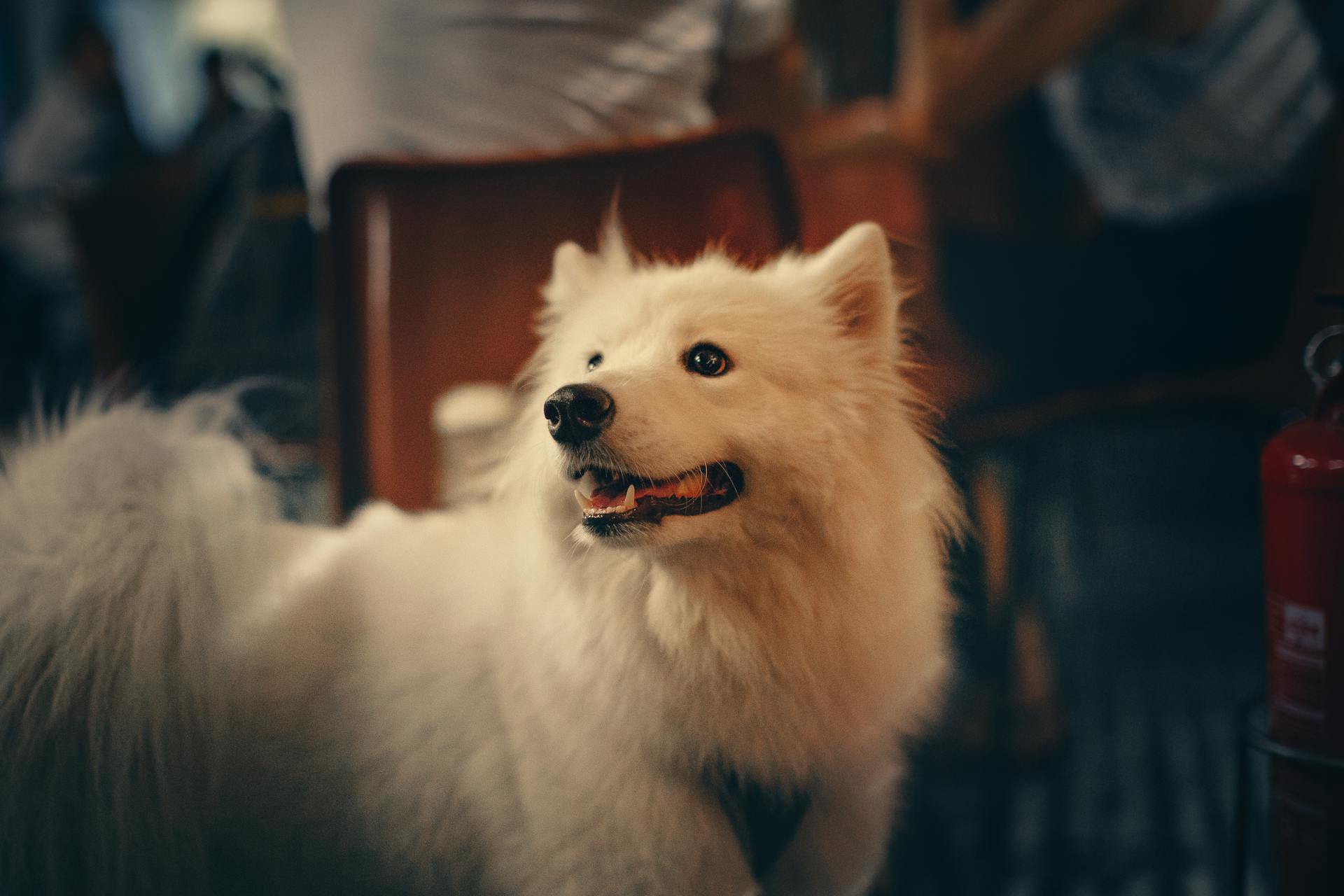 Long-coated White Dog