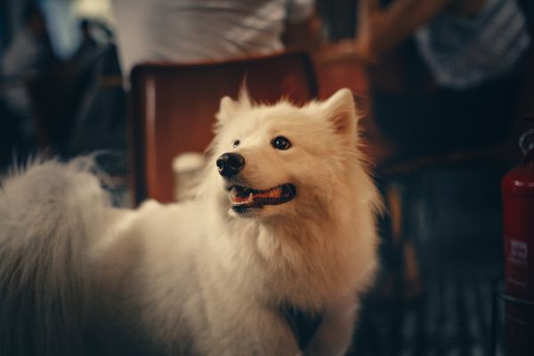 Köpek diş sağlığı ödül kemiği