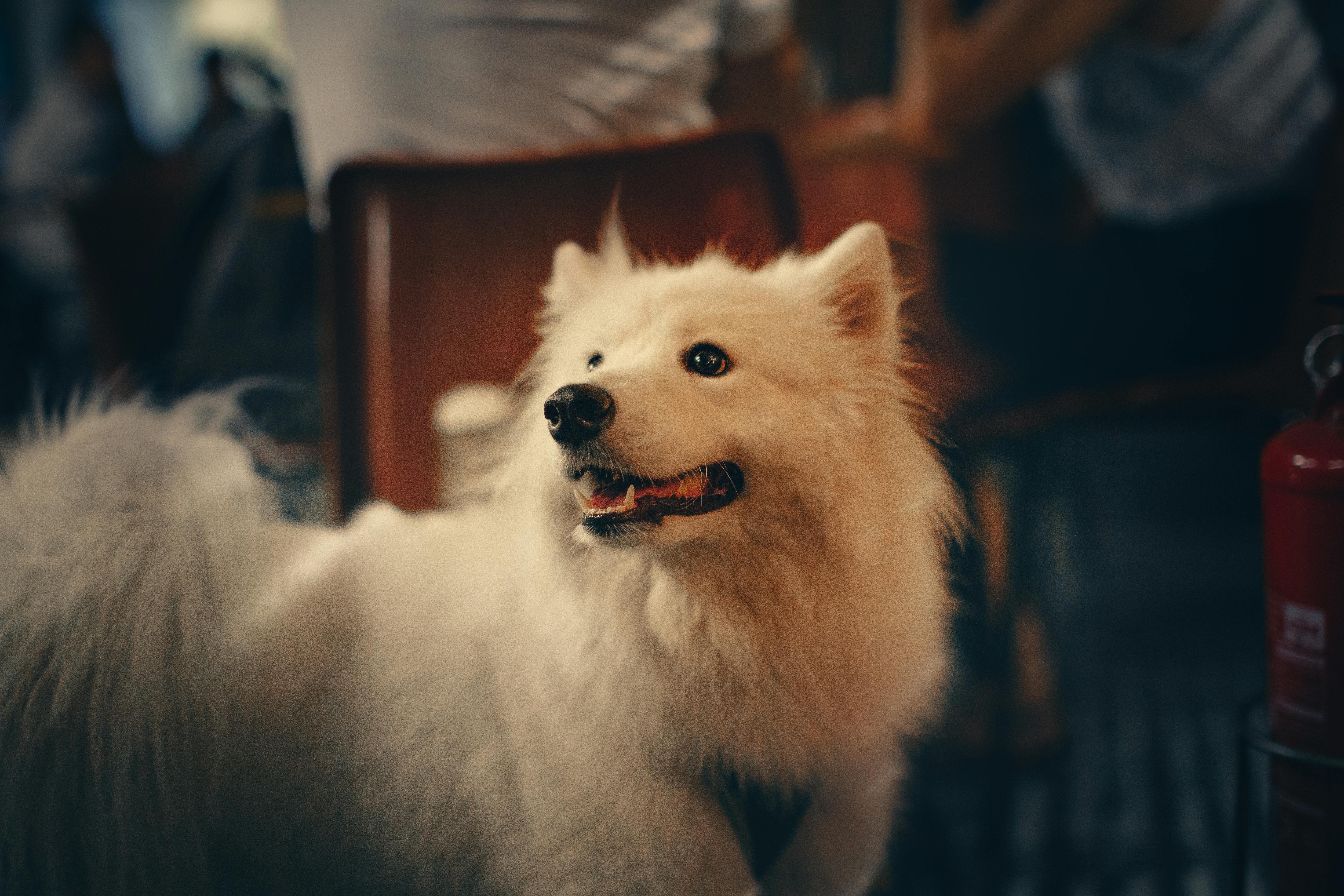 Long Coated White Dog Free Stock Photo