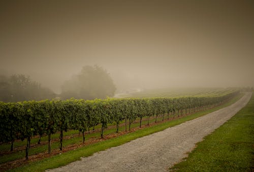 Free Inline of Green Grape Trees Beside the Road Stock Photo