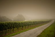 美国北卡罗来纳州乡村的葡萄园雾气缭绕，小路蜿蜒其间