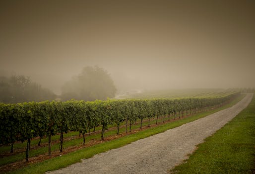 美国北卡罗来纳州乡村的葡萄园雾气缭绕，小路蜿蜒其间