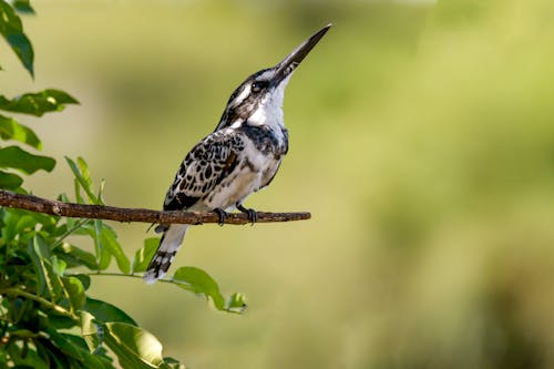 Free Hairy Woodpecker Stock Photo