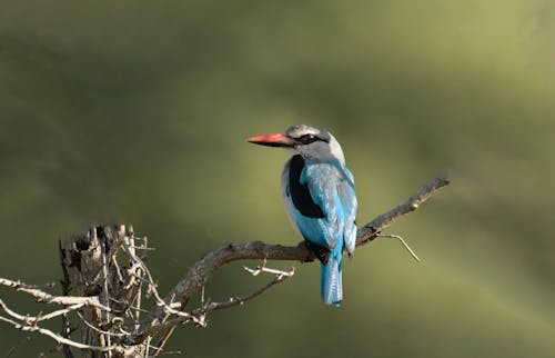 Ücretsiz Ağaç Dalında Mavi Ve Siyah Kuş Stok Fotoğraflar