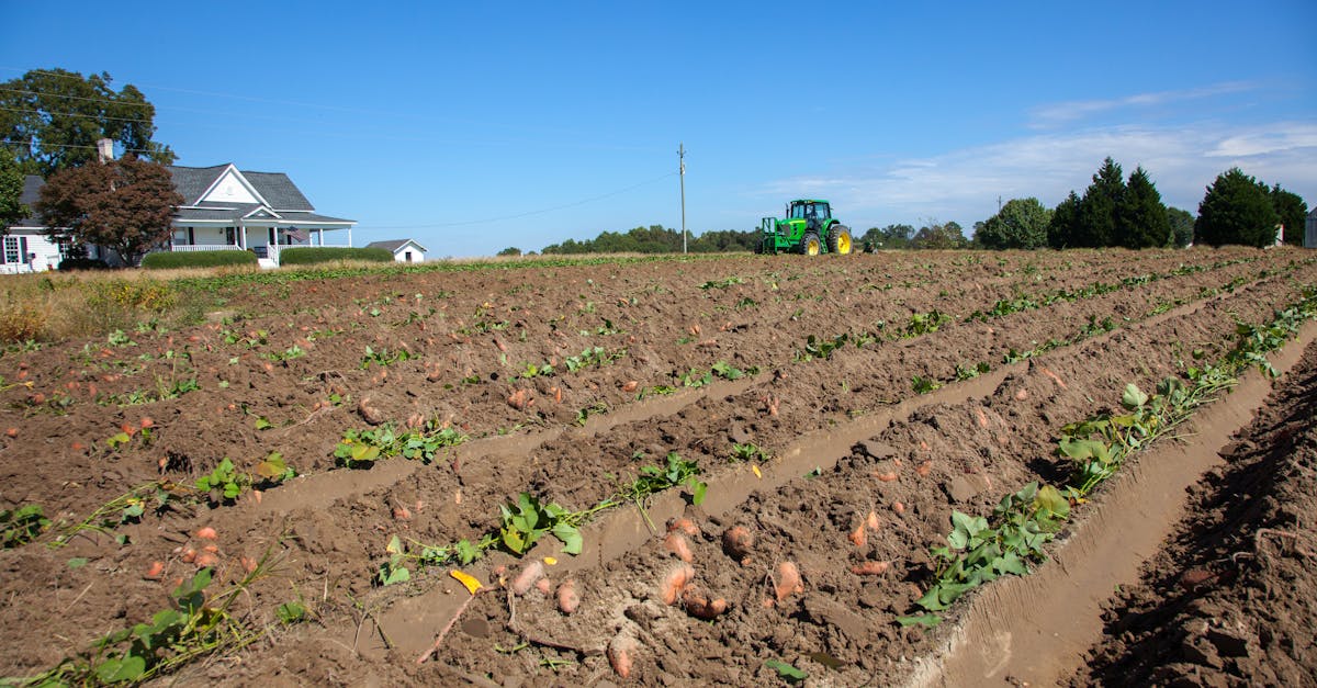 How to make potato XP farm in Minecraft java