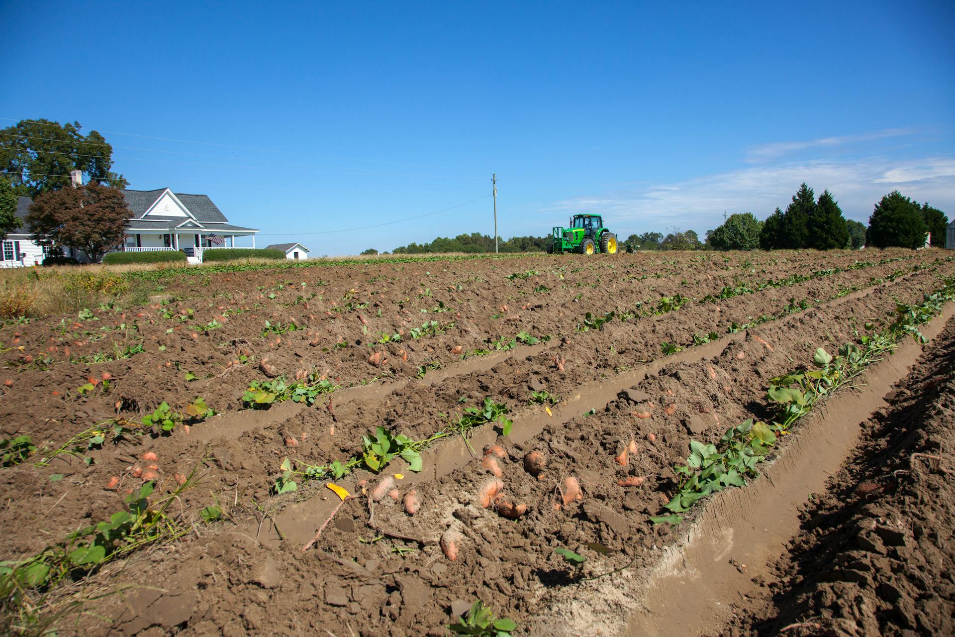 Potato Field during Harvest