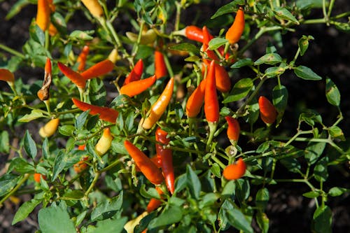 Orange and Yellow Chillis in Closeup Photography