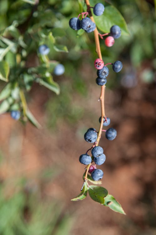 Blue Berries Closeup Photo