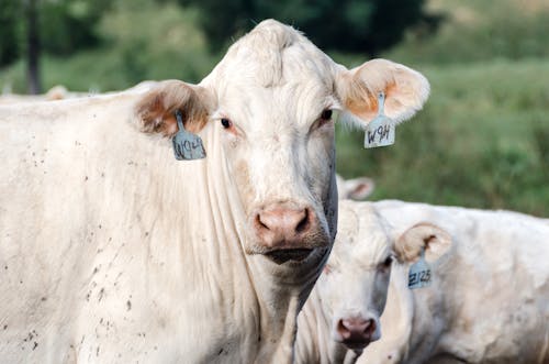 Two White Cattle With Tags