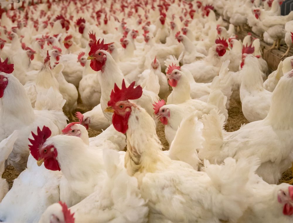 A large poultry house with white birds, the kind of open-sided shed a broad breasted turkey flock needs
