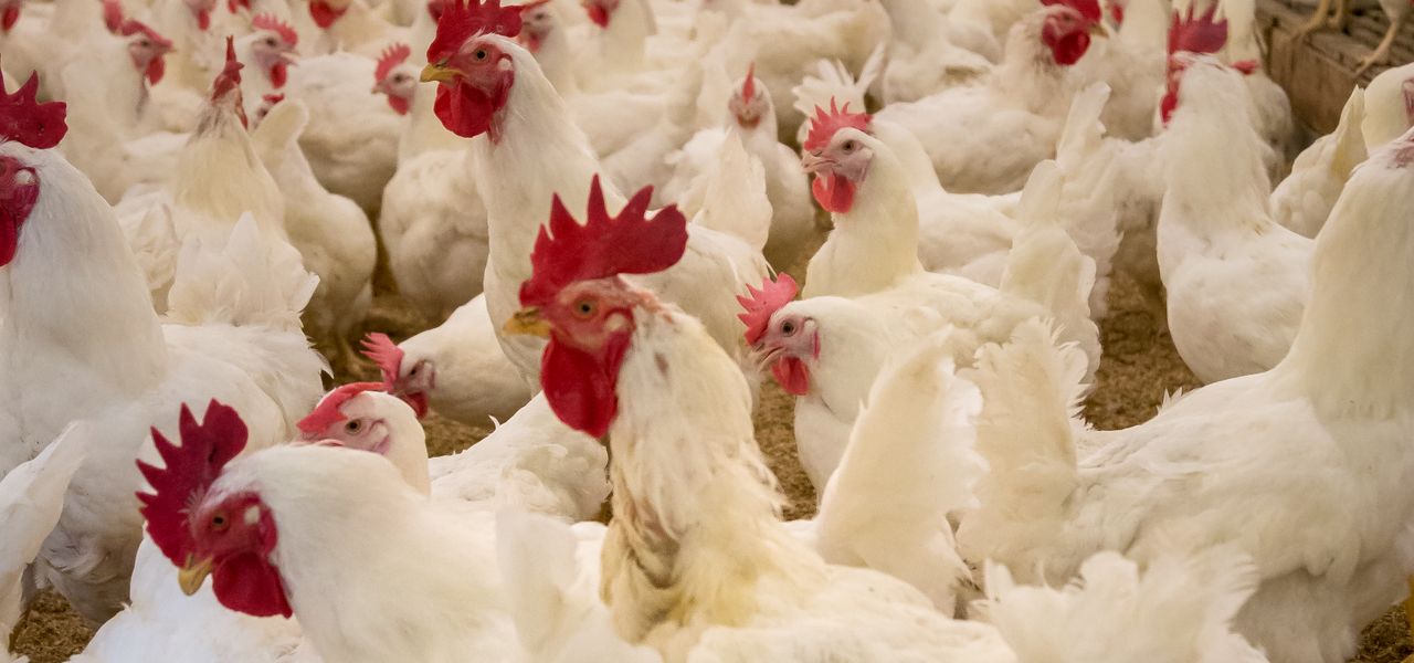 Large poultry house filled with white chickens