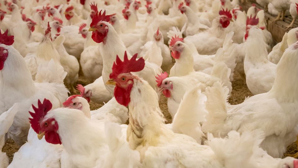 Large poultry house filled with white chickens
