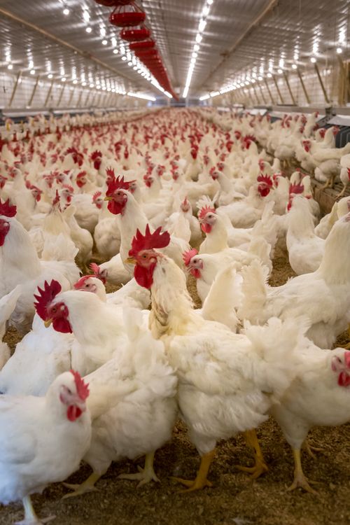 Free Interior view of a large poultry farm with numerous white chickens under artificial lighting. Stock Photo
