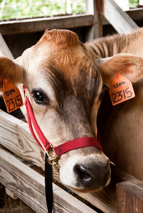 Free Brown Cow Stock Photo