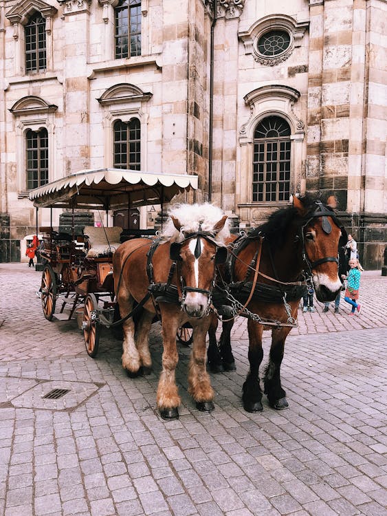 Free Horses and Buggy Stock Photo