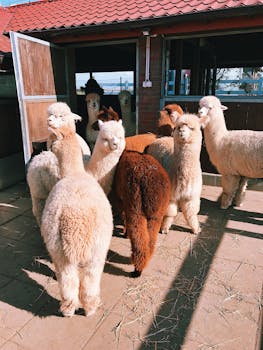 一群毛茸茸的羊驼在农场建筑外晒太阳，鲜艳的羊毛颜色格外显眼