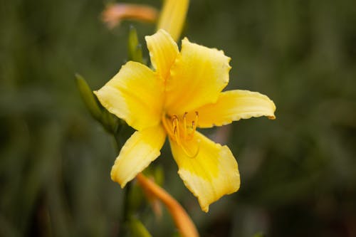 Ingyenes stockfotó erdei ösvény, sárga, sárga virágok témában