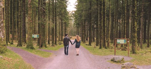 Free stock photo of engagement, greenwood, landscape