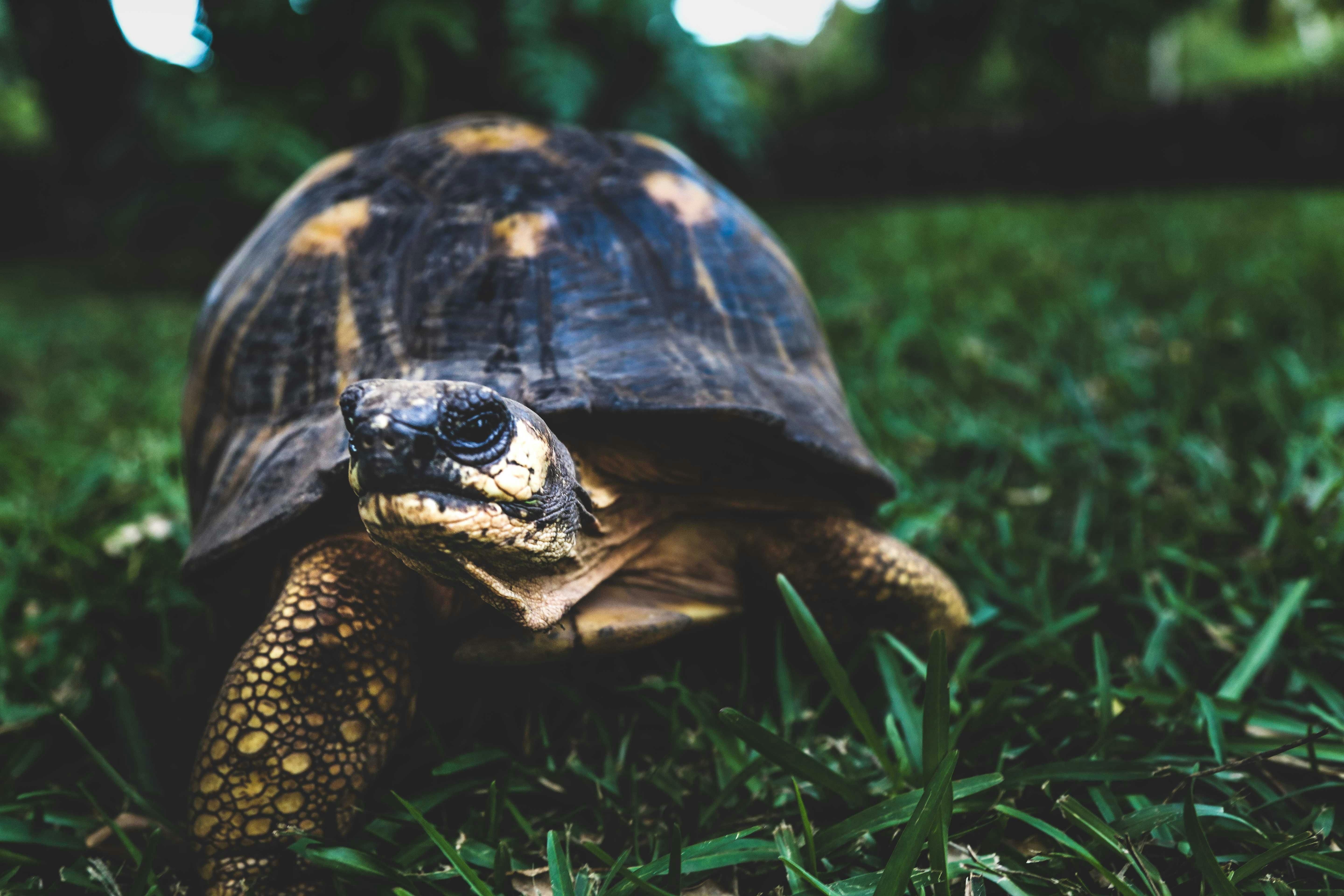 A 4K ultra HD mobile wallpaper depicting a wise and ancient Galapagos  Tortoise, slowly making its way through a lush island landscape, a symbol  of longevity and resilience