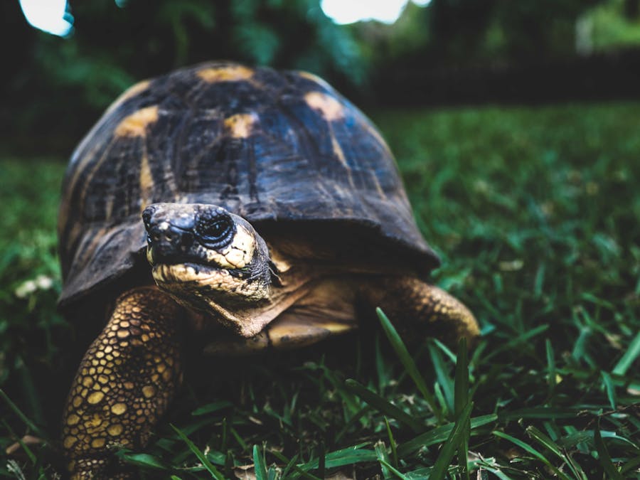 What pace is considered a slow run?