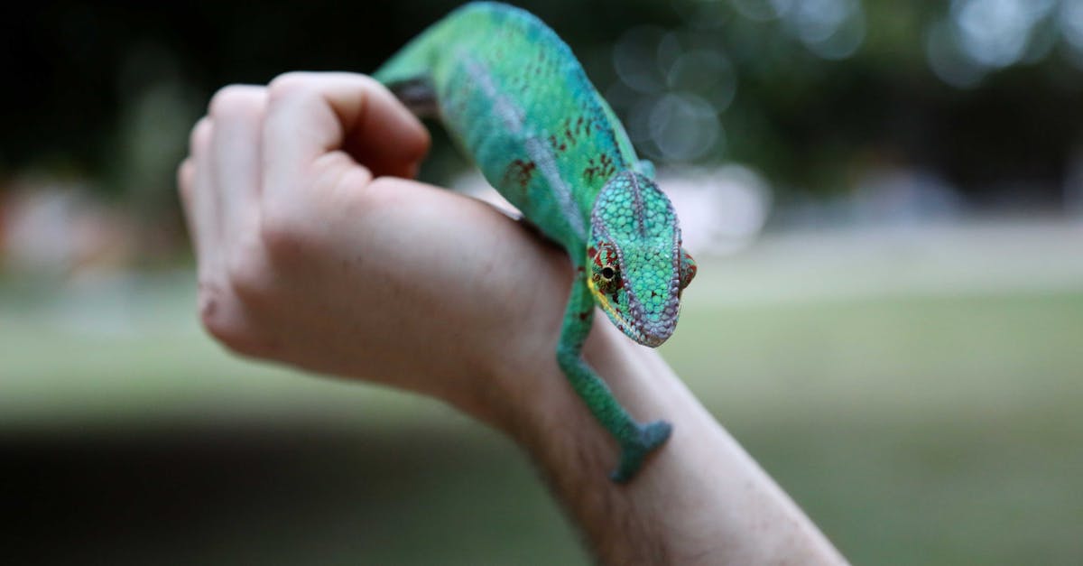 Green Reptile on Hand