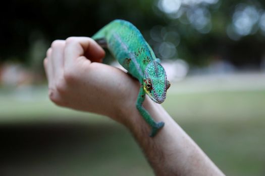 chameleon photo
