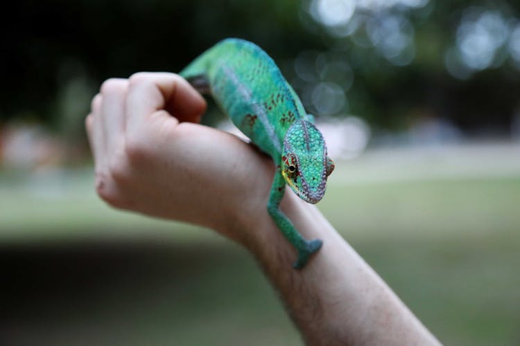 Green Reptile On Hand