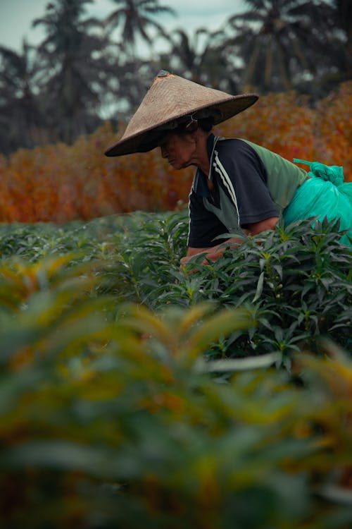 Kostnadsfri bild av åkermark, asiatisk kvinna, bondgård