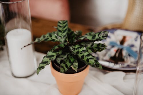 Free stock photo of cute, potted plant