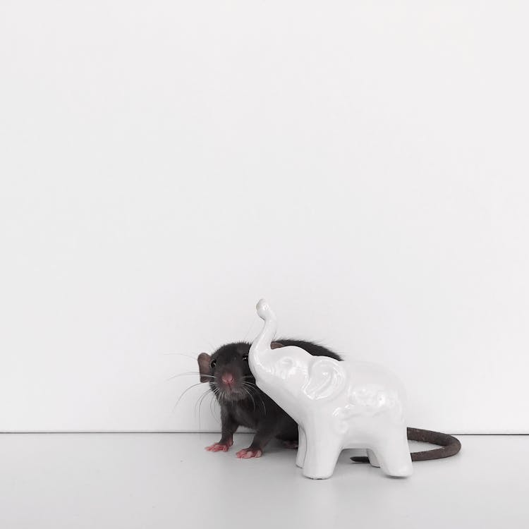 White Ceramic Elephant Figurine