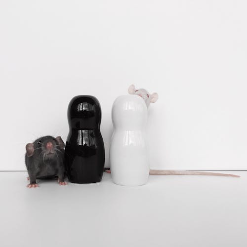 動物, 囓齒動物, 大鼠 的 免费素材图片