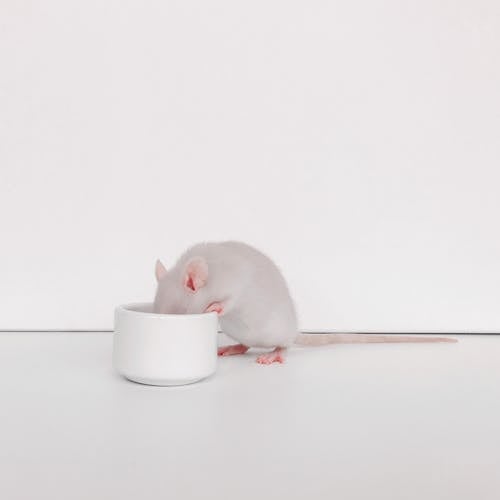 ダンボ, ディナー, ネズミの無料の写真素材