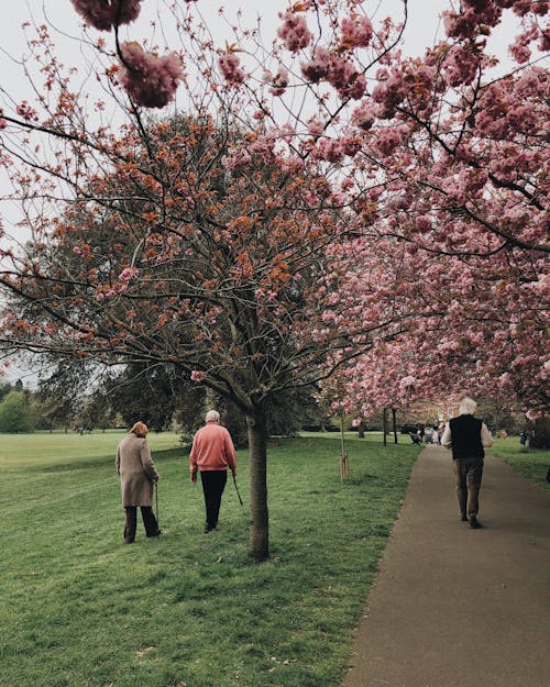 Free People Walking Near Trees Stock Photo