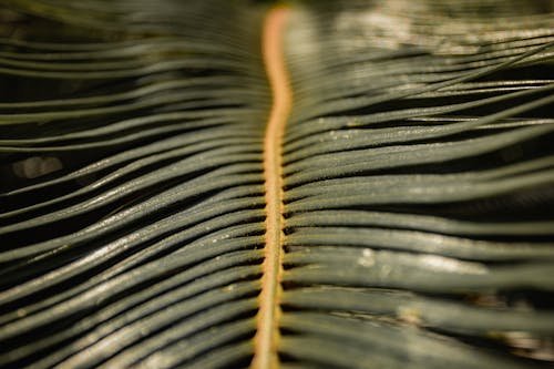 Free stock photo of close-up, dark green plants, fern Stock Photo